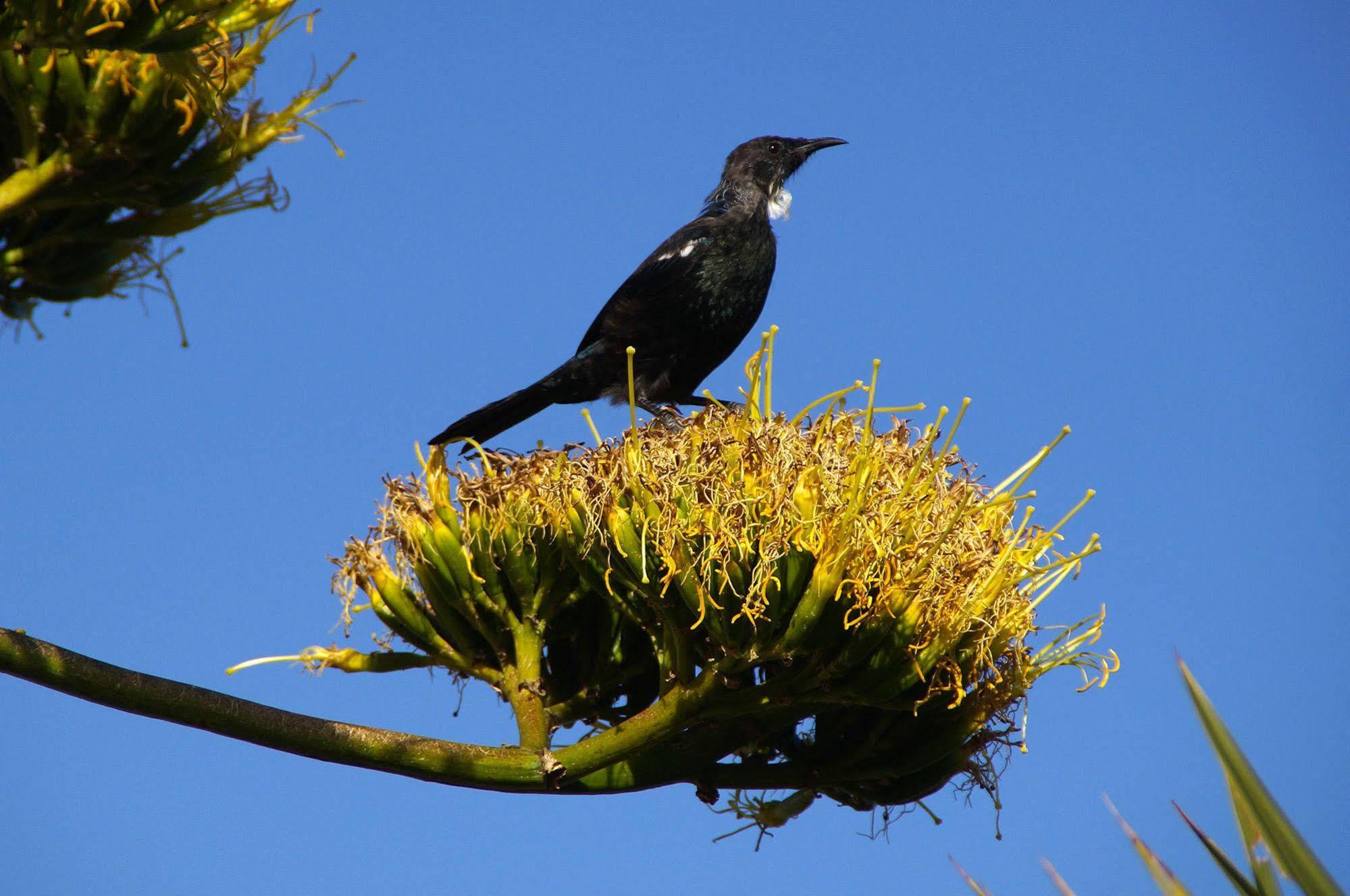 Arden Street House Bed and Breakfast Dunedin Exteriör bild